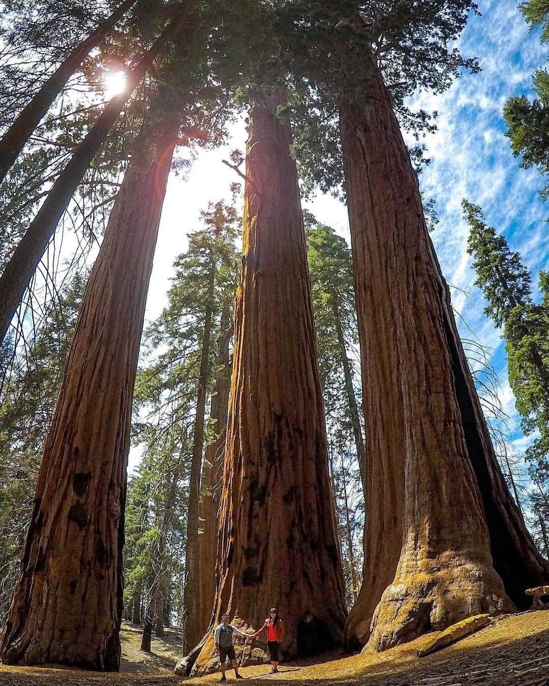 REIさんのインスタグラム写真 - (REIInstagram)「Did you know @sequoiakingsnps was the first national park created to protect a living organism (the sequoia tree)? And we're glad! #NationalParkWeek  Photo: @lau.adventures in Sequoia National Park, #California. #OptOutside」4月28日 23時01分 - rei