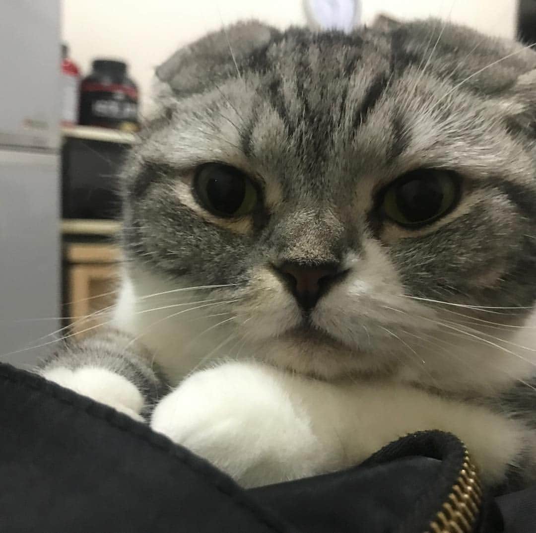 KATSUOのインスタグラム：「ちょっと申し訳なさそうなおてて . #cat #catsofinstagram #catstagram #instacat #cutecat #katsuo」