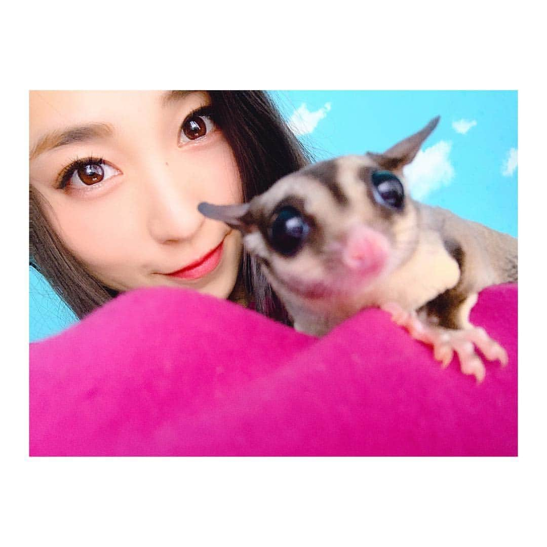 鈴木友梨耶さんのインスタグラム写真 - (鈴木友梨耶Instagram)「. . .  お久しぶりのフクモモちゃん♡ よくハリネズミのグッズうってるけどモモンガってなかなかないよね！  ほら！絵文字も🦔のあるのにフクモモちゃんないのー😣  フクモモの魅力をもっと世に広めなきゃ💓  でもほんっとに動物を大切にする！責任持てる！って覚悟がある人だけ飼ってほしい。 かわいいだけじゃなくて爪もすごいし臭いも強いから😂  私はそれでもかわいい愛おしいが勝るけどね♡ 。 。 。 。  #フクロモモンガ #有袋類 #フクモモ #sugarglider #sugargliderlover #フクモモグラム #ふわもこ部 #もちもち #ふわふわ #cute #ROSEAREAL #YuRiya #鈴木友梨耶 #ゆりや動物園」4月28日 23時03分 - yuriyasuzuki_828