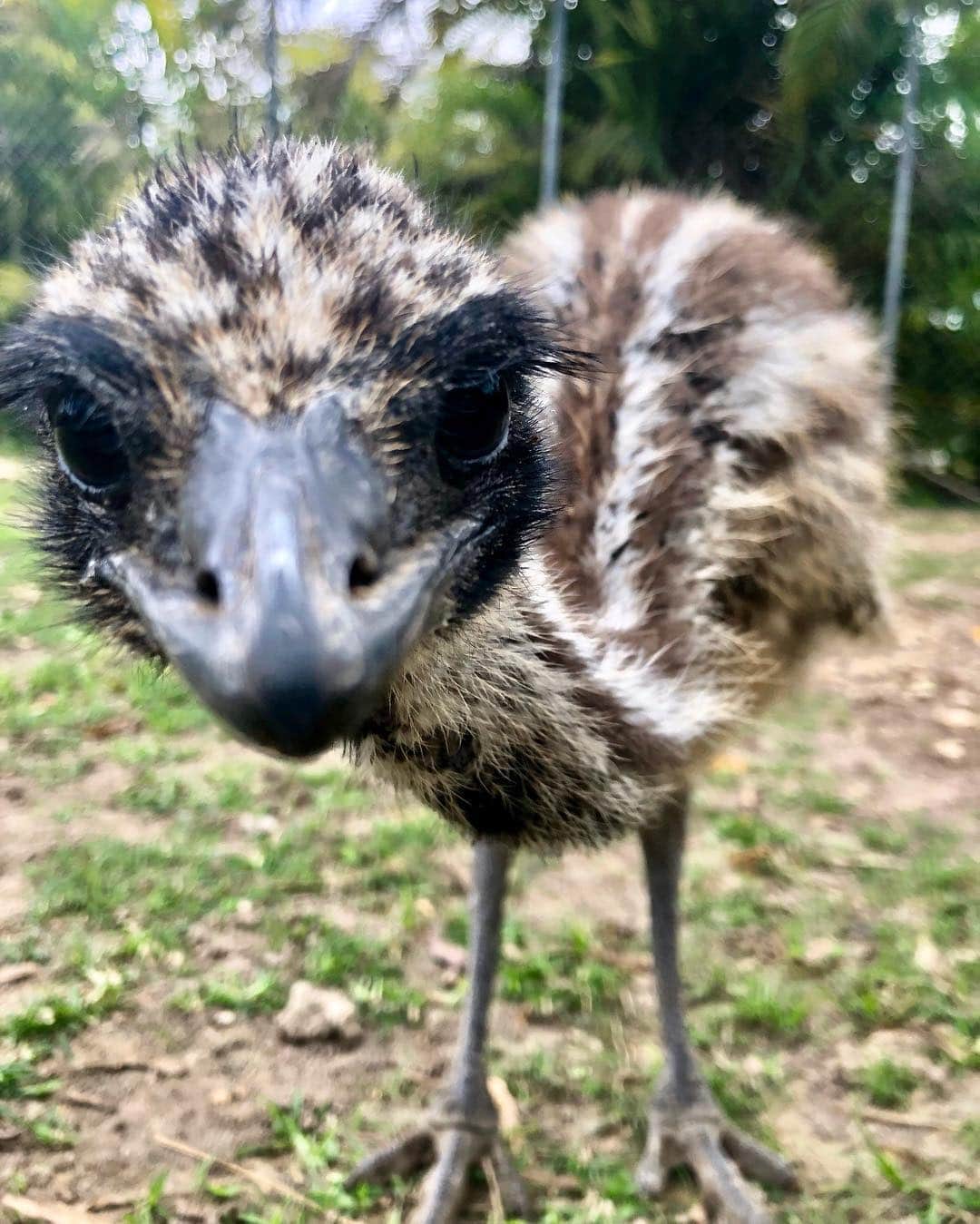 Zoological Wildlife Foundationさんのインスタグラム写真 - (Zoological Wildlife FoundationInstagram)「Well hello to you too feathered friend😎 . #emu #ratite #bigbird #zwfmiami #zwf」4月28日 23時05分 - zwfmiami