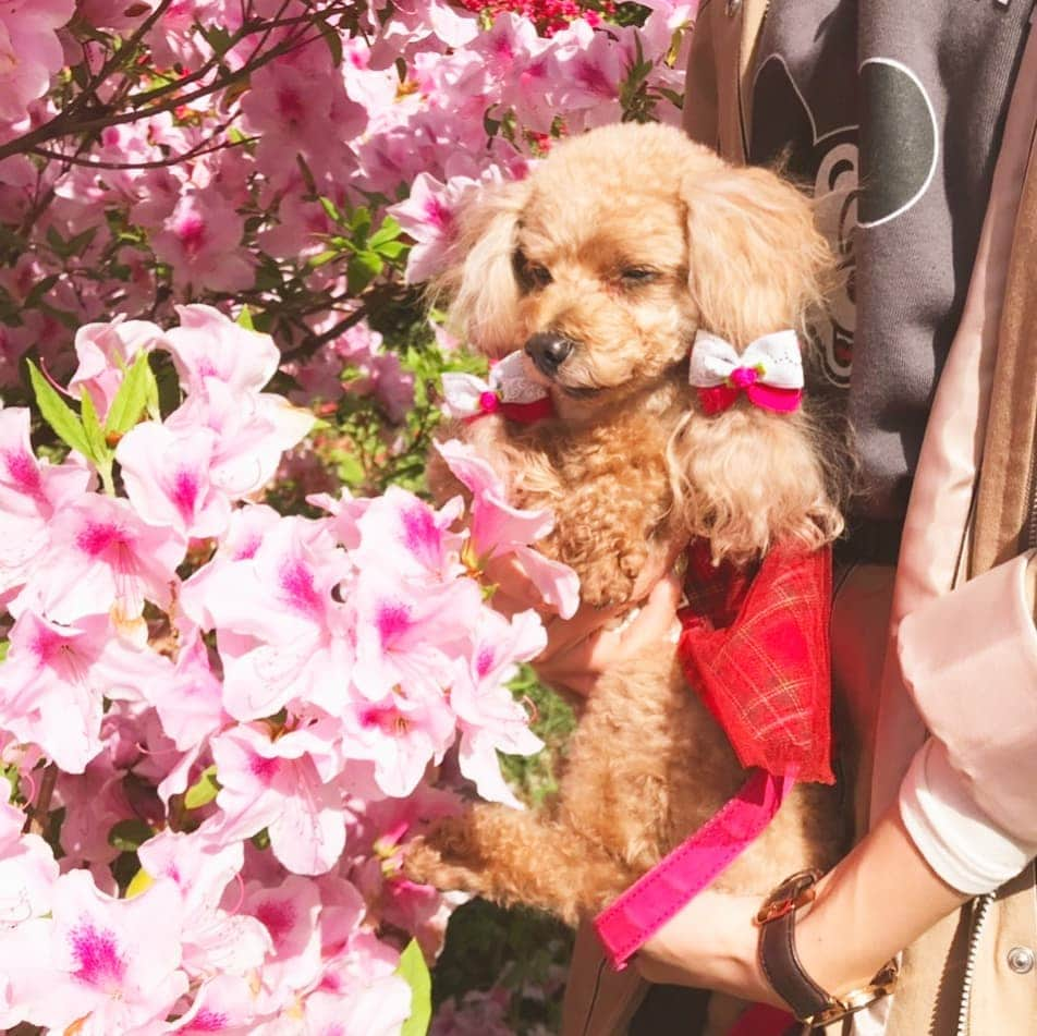 長江愛美さんのインスタグラム写真 - (長江愛美Instagram)「小室山公園のつつじ祭りへ💐 お花大好き❤素敵な空間❤  #小室山公園 #小室山つつじ祭り #つつじ #つつじ祭り #Flower#綺麗#pink#ピンクいっぱいで嬉しい」4月28日 23時16分 - manamin.512