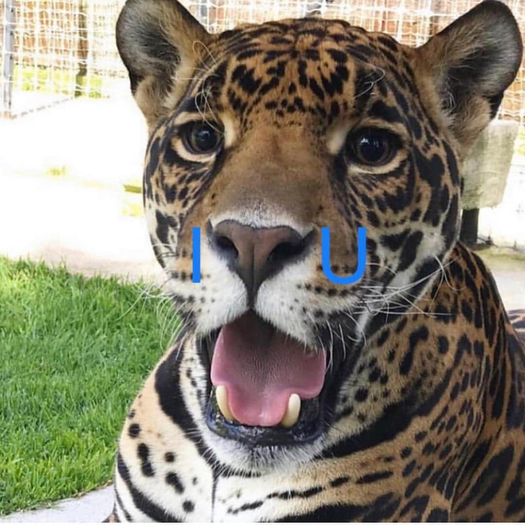 Black Jaguar-White Tiger さんのインスタグラム写真 - (Black Jaguar-White Tiger Instagram)「@kymshe5」4月29日 5時19分 - blackjaguarwhitetiger