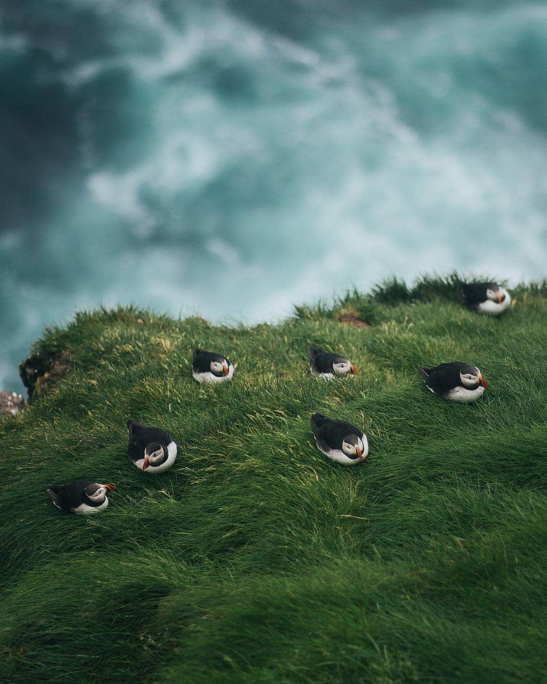 Discoveryさんのインスタグラム写真 - (DiscoveryInstagram)「“There are several places in Iceland where you can find puffins. They often settle on the coastal cliffs, so they are not very easy to photograph." 📸 + caption by Alexander Ladanivskyy (@ladanivskyy) . . . . #adventure #travel #nature #photography #photooftheday #explore #naturephotography #nature #potd #Iceland #puffin #sundayfunday」4月28日 23時57分 - discovery