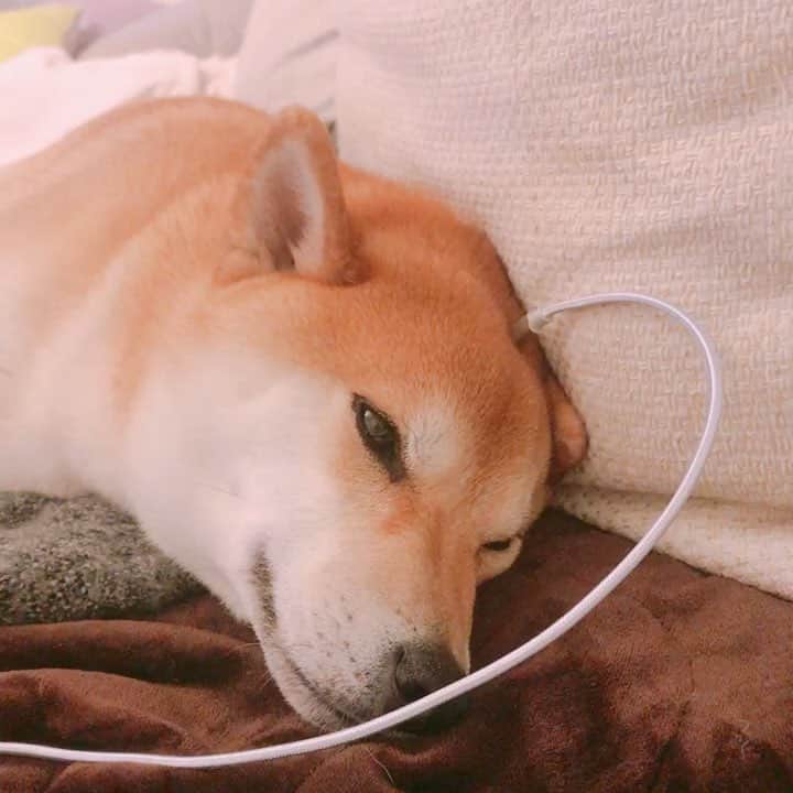 柴犬Mamesuke・Korosuke??大阪のインスタグラム
