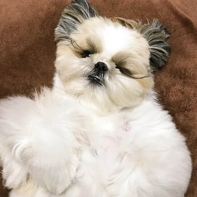 りんくさんのインスタグラム写真 - (りんくInstagram)「#goodnightworld おやすみなさーい🐶💤💖🌙✨」4月29日 0時24分 - link.jpn