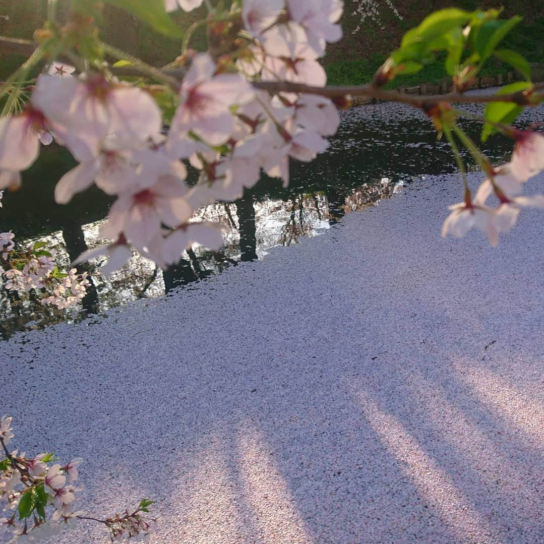 新山大さんのインスタグラム写真 - (新山大Instagram)「101回目の桜のあとは弘前城の桜を観るに限るね🌸🌸🌸 #Hirosaki #cherryblossom #beautiful #RINGOMUSUME #SHIPMENTLIVETOUR2019 #101st #SAKURA #Aomori #無駄にペンライトとタオルを身につけて行ったよ #ついでにダサいサングラスもかけていったよ」4月29日 0時31分 - dai_niiyama