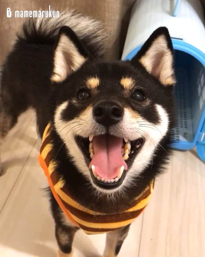 まめ丸のインスタグラム：「* * まだねたくないハチさん🍯🐶💓 ブンブン♫ #まめ丸ハチさん * My favorite harness❣️ I'm bee🐝🐶💓 * #まだまだイタズラしたいの🐶💦 #また明日あそんでね * ハチさんハーネスはハイライトの #楽天roomに載せてます #柴犬#豆柴#柴#黒柴#犬#しばいぬ#shiba#shibainu#shibastagram#shibadog#puppy#instadog#dogstagram#dog#pet#petstagram#buzzfeedanimals#adorable#thepuppytown#강아지#멍스타그램 #mameshiba#worldofcutepets#dailyfluff#weeklyfluff#roomインフルエンサー」