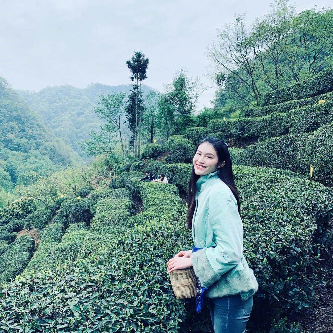 スイ・ヒーのインスタグラム：「Anyone wants to drink some fresh tea?🍵💚 #chengdu #greentea」