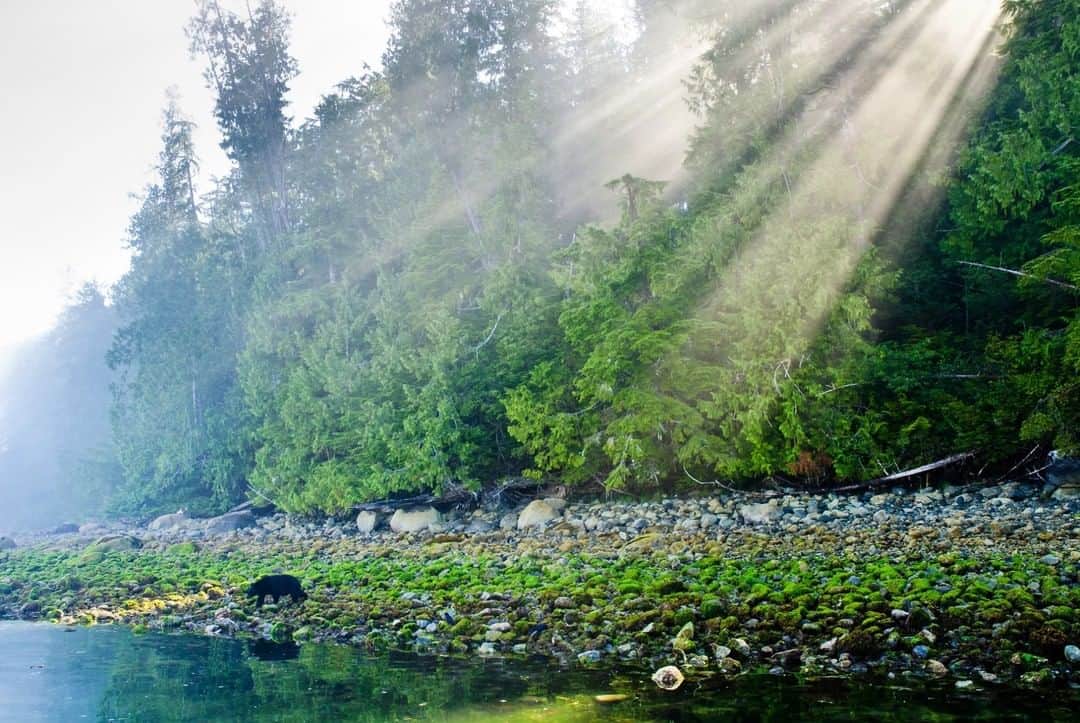 National Geographic Travelさんのインスタグラム写真 - (National Geographic TravelInstagram)「Photo by @bertiegregory | A black bear comes out on to the rocky shore at low tide as the sun burst through the fog filled forest. The lives of many of the bears than live on Vancouver Island, British Columbia, are ruled by the tides. As the tide drops and the water retreats, it reveals a seafood feast. On this particular section of boulder covered beaches, this bear is on the hunt for crabs. Using its incredible strength (these rocks are really heavy, I’ve tried!), the bears flip the rocks over one by one and eat what they find underneath.」4月29日 0時53分 - natgeotravel
