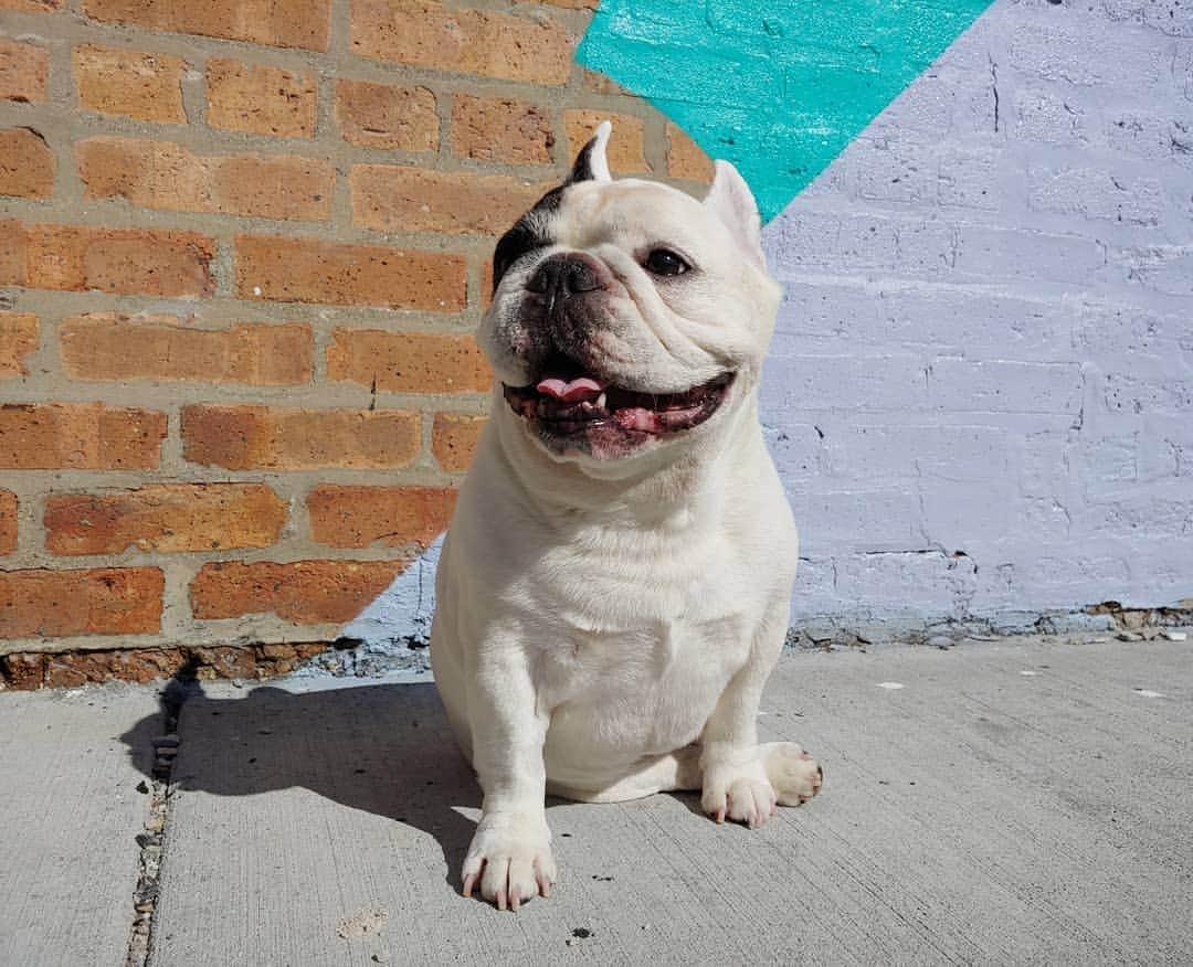 Manny The Frenchieのインスタグラム：「When you wake up and there's no snow!!! 😃  #thisiscrazy」