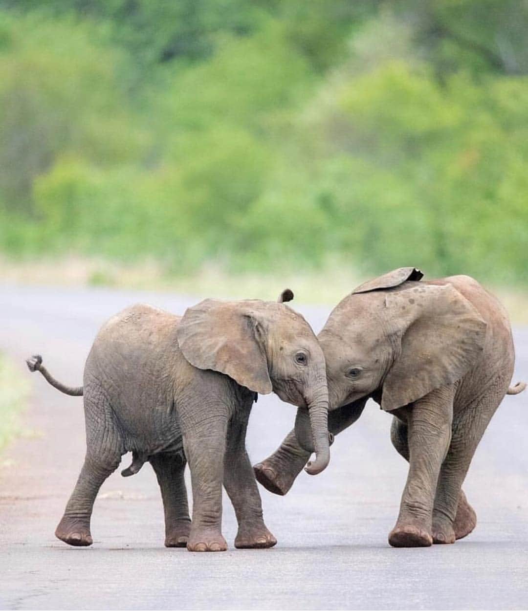 Canon Photographyさんのインスタグラム写真 - (Canon PhotographyInstagram)「Adorable baby elephants playing. Unbelievably cute!  Photography | @nessytoafrica  #elephants #wildlife #africa #southafrica #wildlifephotography #cute」4月29日 1時49分 - cpcollectives