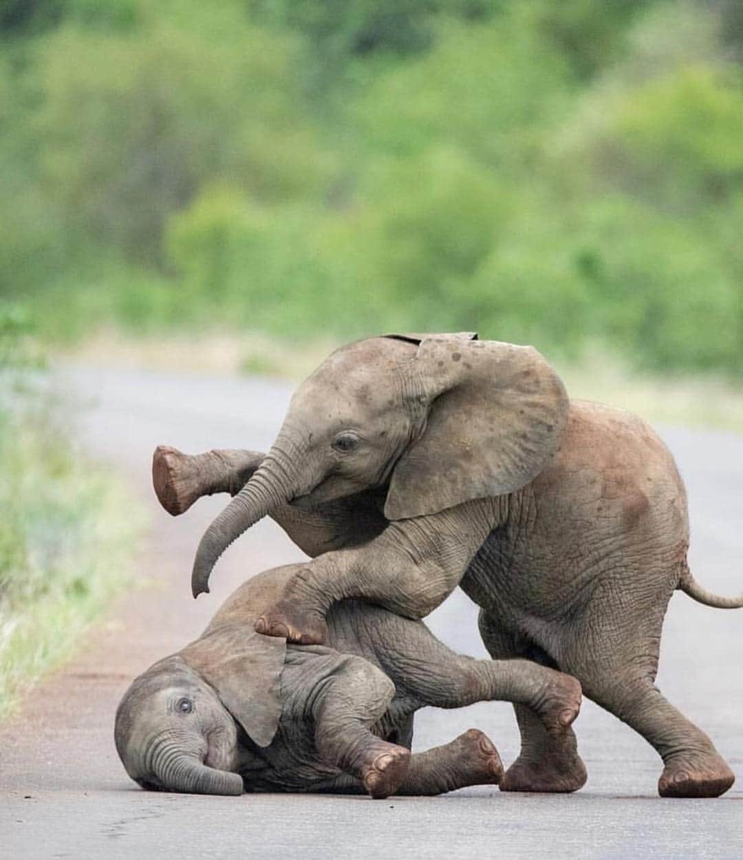 Canon Photographyさんのインスタグラム写真 - (Canon PhotographyInstagram)「Adorable baby elephants playing. Unbelievably cute!  Photography | @nessytoafrica  #elephants #wildlife #africa #southafrica #wildlifephotography #cute」4月29日 1時49分 - cpcollectives