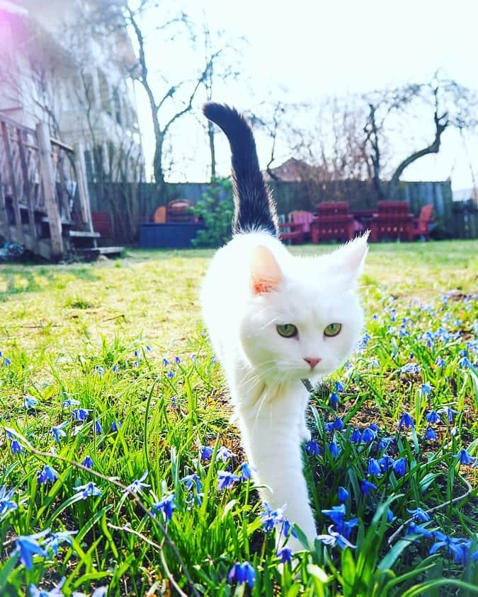 スターリンさんのインスタグラム写真 - (スターリンInstagram)「Tofu thinks spring and the outdoors is the absolute best thing ever! She is outside for hours, and brings home several dead flying lunches a week (don't worry - humom is looking for solutions to reduce the killing - tips welcome!) 🐦🌻 I, on the other hand, prefer being indoors lately. I really just follow humom wherever she goes, and enjoy slumbering on the sofa most days. Humom thinks I'm feeling a bit more like an old dictator now. 👴🏻 Besides, I have Tofu to inspect my turf for me now.」4月29日 2時04分 - stalinthecat