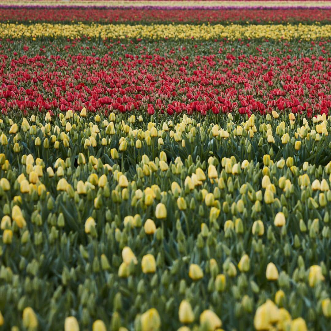 ニューヨーク・タイムズさんのインスタグラム写真 - (ニューヨーク・タイムズInstagram)「Join us on a spring flower odyssey. @mastersmiss went on a bicycle journey that began in the Dutch city of Leiden, birthplace of Rembrandt and center of the tulip world, to explore its fleeting beauty. Cycling around the fields provides close-up and personal views of the sight and smell of millions of #flowers. Though not an exact science, you can usually catch peak #tulip bloom during the last 2 weeks of April. @andyhaslamphoto took this photo en-route from Keukenhoff to Kaag Lakes, Netherlands. Visit the link in our profile to read more. #🌷」4月29日 2時32分 - nytimes