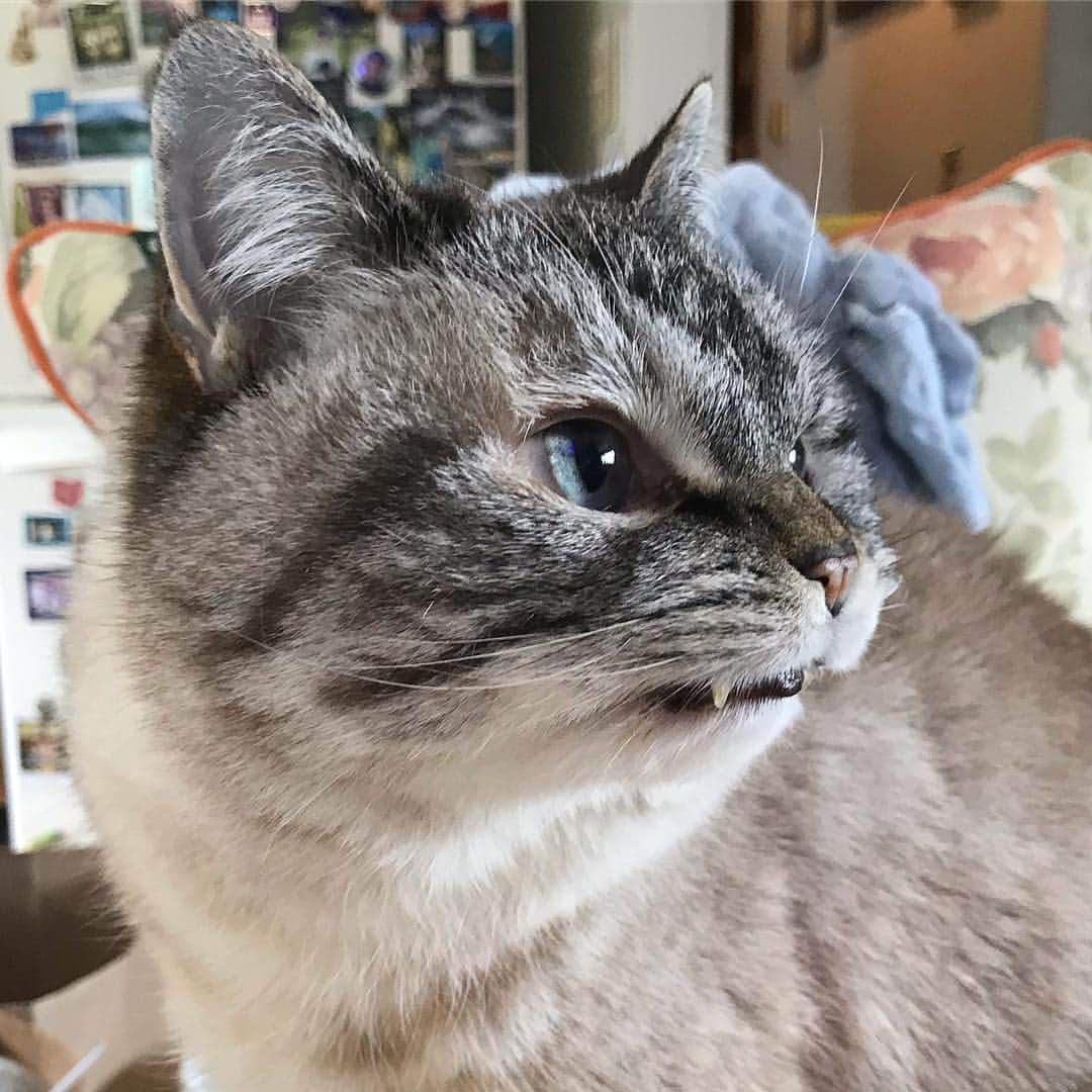 Lokiさんのインスタグラム写真 - (LokiInstagram)「Side fang action 😈 #catsofinstagram #catsoninstagram #kitty」4月29日 2時42分 - loki_kitteh