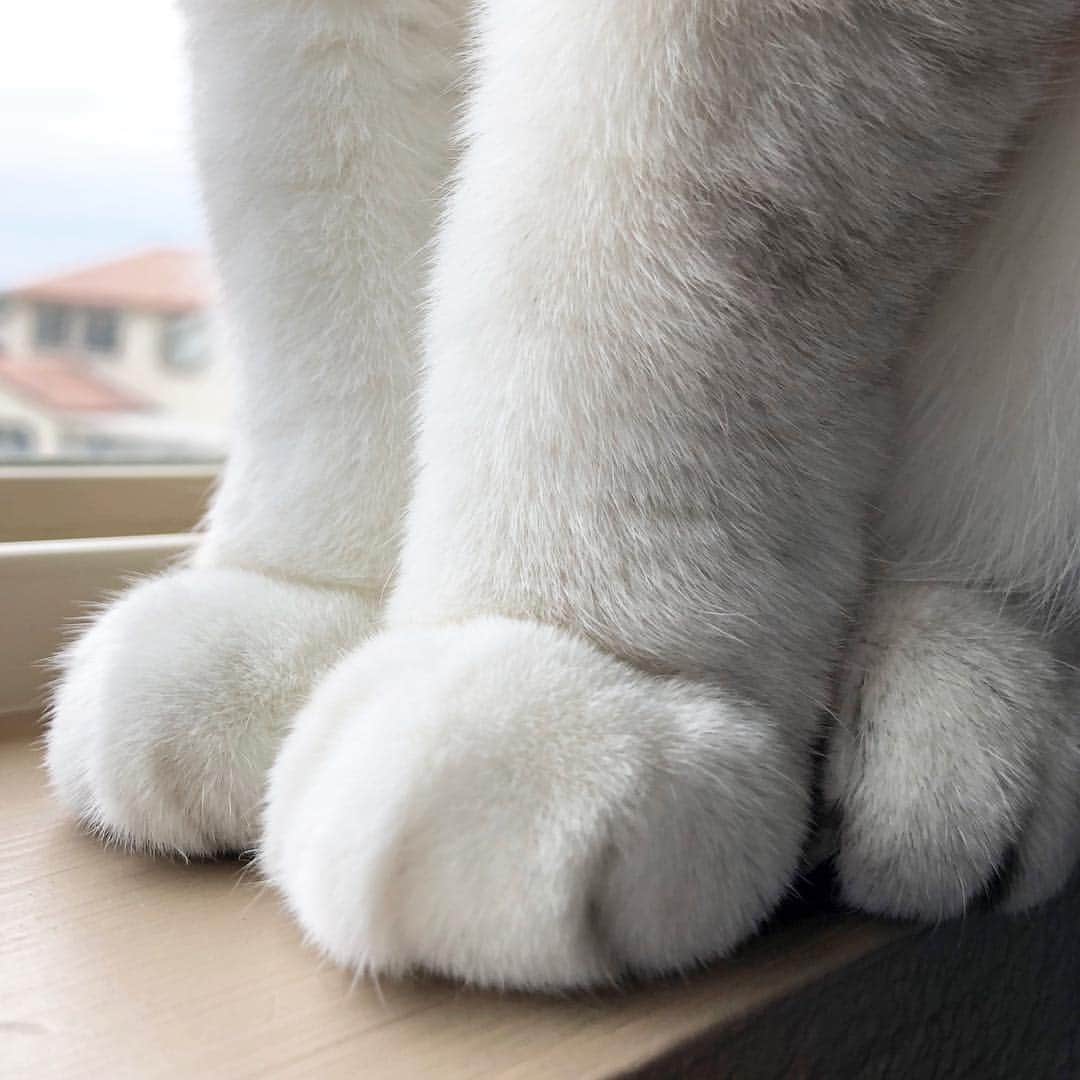 ミスター・ホワイトさんのインスタグラム写真 - (ミスター・ホワイトInstagram)「Paws only 🐾」4月29日 2時42分 - white_coffee_cat