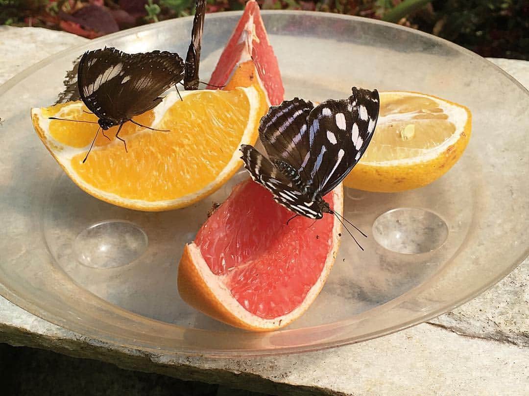 The New Yorkerさんのインスタグラム写真 - (The New YorkerInstagram)「Last week, Irina Rozovsky (@yabliko and @the_humid) took over our photo department’s account to share images from her collection “Miracle Center.” She took this photo of citrus-sucking butterflies near her home in Athens, Georgia.  Follow @newyorkerphoto to see more.」4月29日 2時54分 - newyorkermag