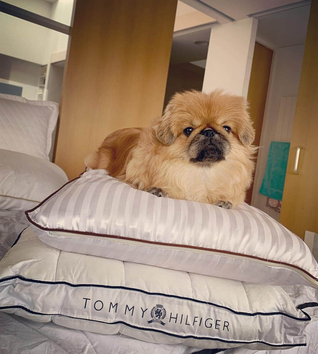 梅宮アンナさんのインスタグラム写真 - (梅宮アンナInstagram)「我が家のペキニーズのすーです🐶 正式な名前はスウィーティー✨✨ いつも必ず何かに乗っかります😅 枕カバーを取って洗濯機へ行って、戻ったらこんな光景で😳😳 いつも何かに乗っているかも😅😅 今日は、枕でした😅😅😅👍 #pekingese #ペキニーズ #枕に #dog」4月29日 3時16分 - annaumemiya