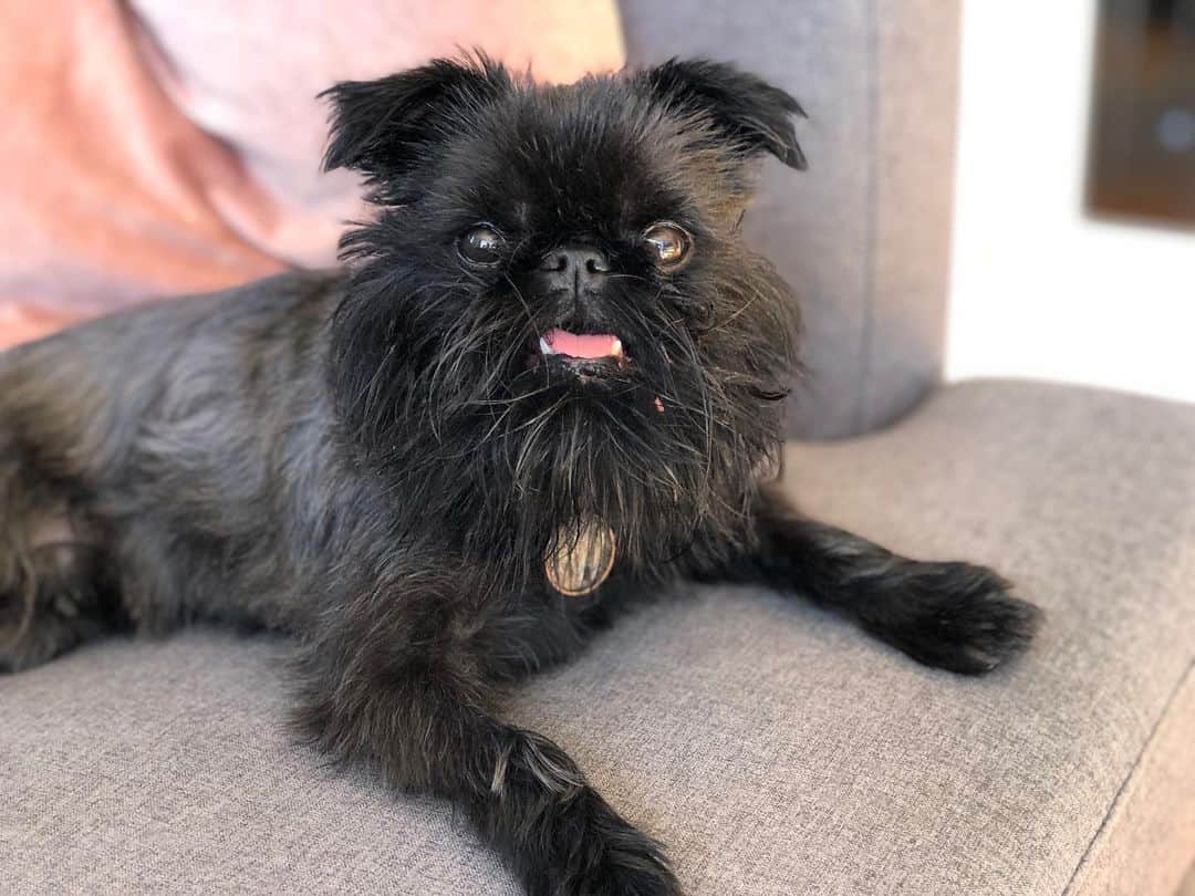 Digby & Aloのインスタグラム：「What’s that? You miss our pictures? Well you’ll have to wait because we are in Nashville and the kids are back home in little old Wellington. I guess this throwback will have to do.」