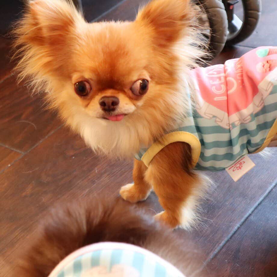 kayoのインスタグラム：「* * くりお もうすぐ2歳😆🌰🌰✨ * * だいぶフサフサになってきたね😊 * * kulio💗 * * #chihuahua#chihuahualove#dogstgram#dog#instadog#チワワ#チワワ大好き * *」