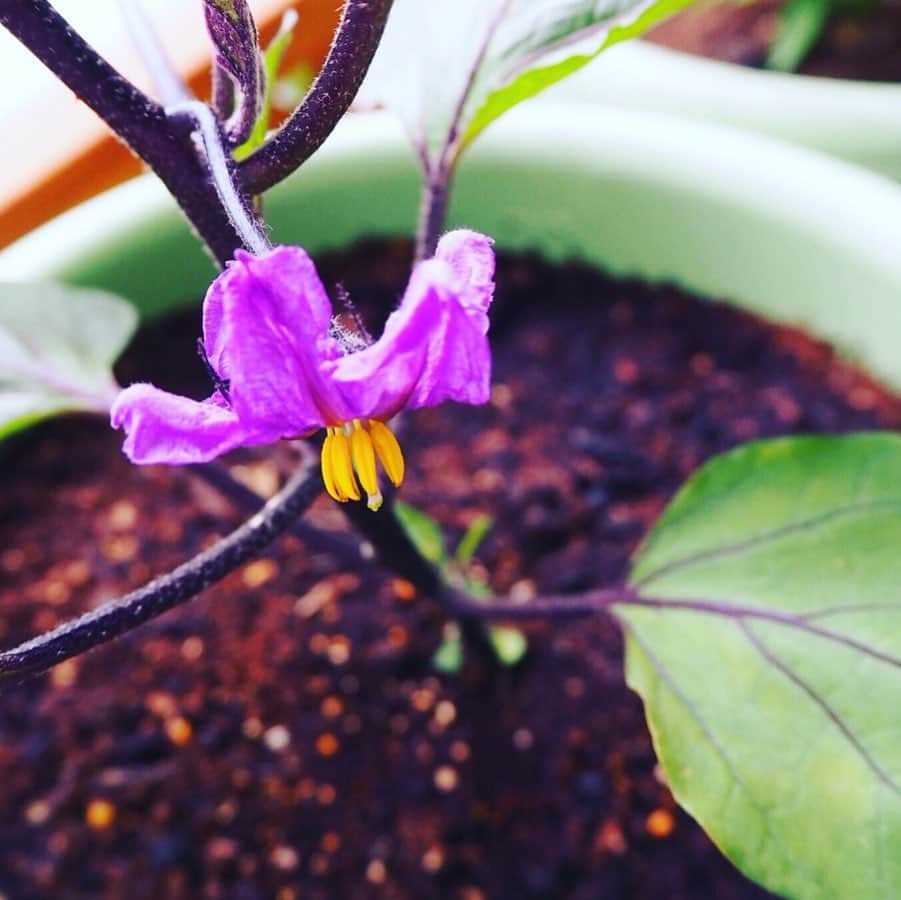 滝菜月さんのインスタグラム写真 - (滝菜月Instagram)「本日の家庭菜園は﻿ “開花”﻿ ﻿ お待たせしました！﻿ ナスの花が咲きましたよー！﻿ 紫と黄色の色合いが﻿ オシャレで、とっても可愛い。﻿ ﻿ 写真の撮り方が悪いせいで﻿ よく分からないですが、﻿ 真正面から見ると6枚の花びらが﻿ 星のように見えて、﻿ これまたオシャレで可愛い。﻿ ﻿ 3枚目→2枚目→1枚目と成長過程です。﻿ 順番、逆の方が見やすいかな。﻿ でもせっかくだから1枚目に花載せたい...。﻿ ﻿ #花言葉﻿ #つつましい幸福﻿ ﻿ 細く、でも確実に長く、幸せが続きそうな感じ。﻿ 良い言葉。目指せ！つつましい幸福な日々！  #1人ヒルナンデスファーム」5月28日 7時17分 - taki_natsuki