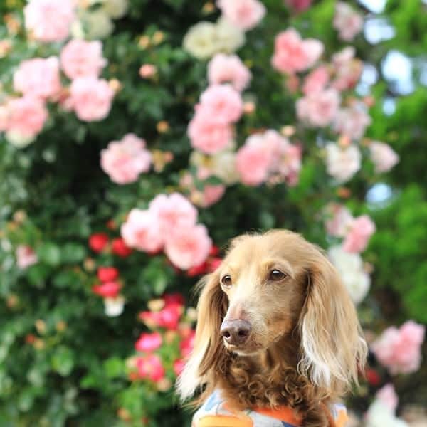 くるみんのインスタグラム：「* 港の見える丘公園pick続いています 淡いピンク🌹はエレガントね  #ミニチュアダックスフンド #ミニチュアダックスフント #ミニチュアダックス #イザベラタン #イザベラ #ダックス多頭飼い #ダックスフント #ダックス #ダックスフンド #港の見える丘公園 #薔薇 #バラ園 #rose #わんこなしでは生きていけません会 #ワンコなしでは生きて行けません会 #ワンコ大好き倶楽部公式 #dachshundgram #dachshund #dogstagram #east_dog_japan #instagramdog #all_dog_japan #instadachs #kyounowanko #kyounodachs #todayswanko #7pets_1day #いぬばか部 #いぬすたぐらむ #短足部」