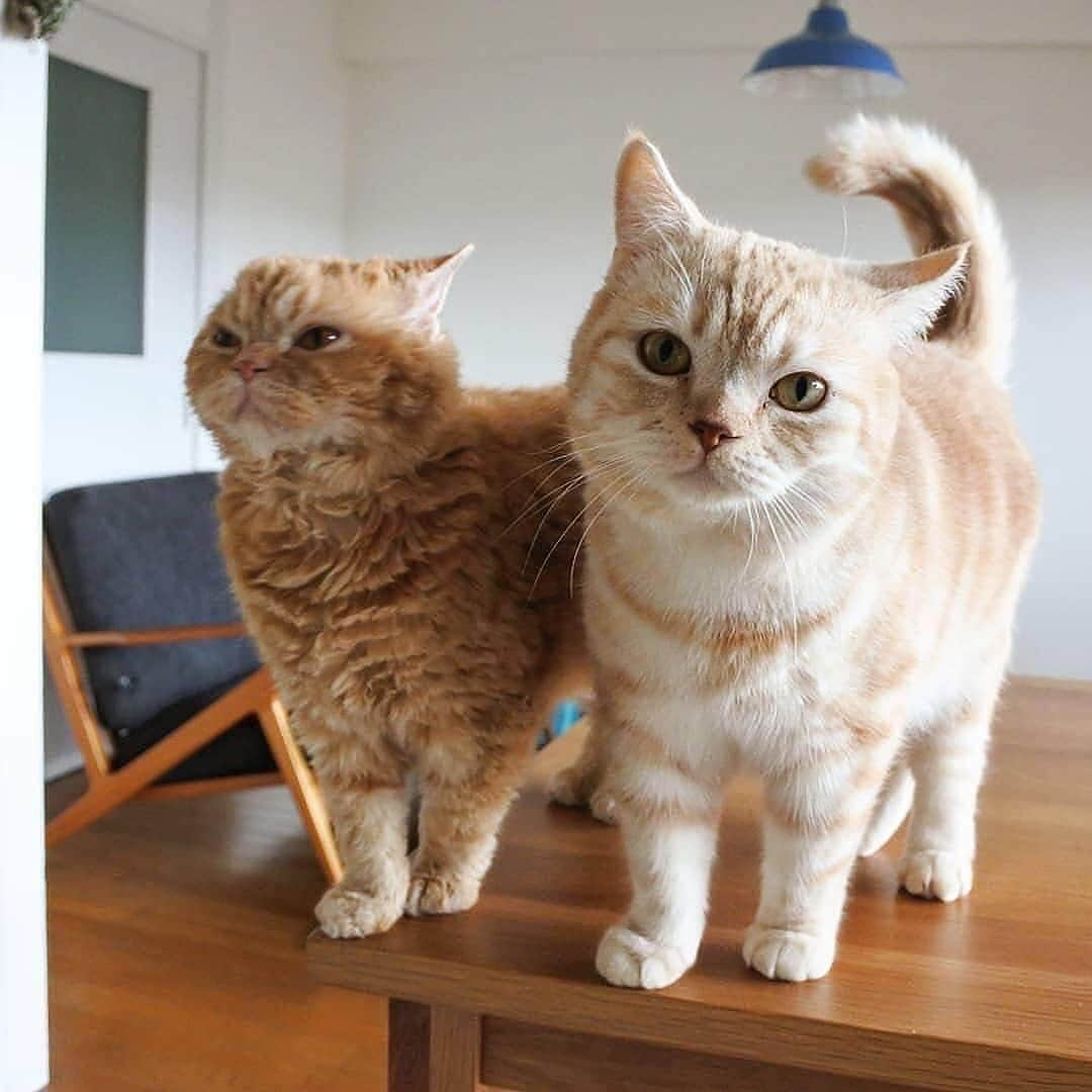 Cute Pets Dogs Catsさんのインスタグラム写真 - (Cute Pets Dogs CatsInstagram)「From: @muffin_the_munchkin 📩 Submit your cat’s photo to our contest email to be featured! ❤️ . . . #chat #neko #gato #gatto #meow #kawaii #nature #pet #animal #instacat #instapet #mycat #catlover #meow #kittycat #catinstagram #catsclub #cats_of_instagram #kitty #ilovemycat #caturday #catsofig #thedailykitten #bestmeow #excellent_cats」5月28日 7時32分 - dailycatclub