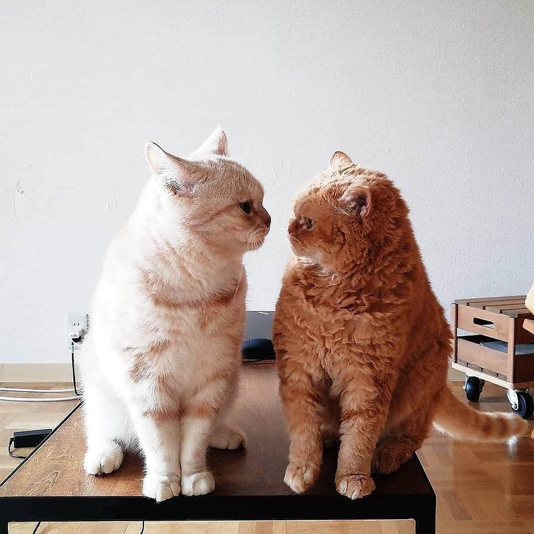 Cute Pets Dogs Catsさんのインスタグラム写真 - (Cute Pets Dogs CatsInstagram)「From: @muffin_the_munchkin 📩 Submit your cat’s photo to our contest email to be featured! ❤️ . . . #chat #neko #gato #gatto #meow #kawaii #nature #pet #animal #instacat #instapet #mycat #catlover #meow #kittycat #catinstagram #catsclub #cats_of_instagram #kitty #ilovemycat #caturday #catsofig #thedailykitten #bestmeow #excellent_cats」5月28日 7時32分 - dailycatclub