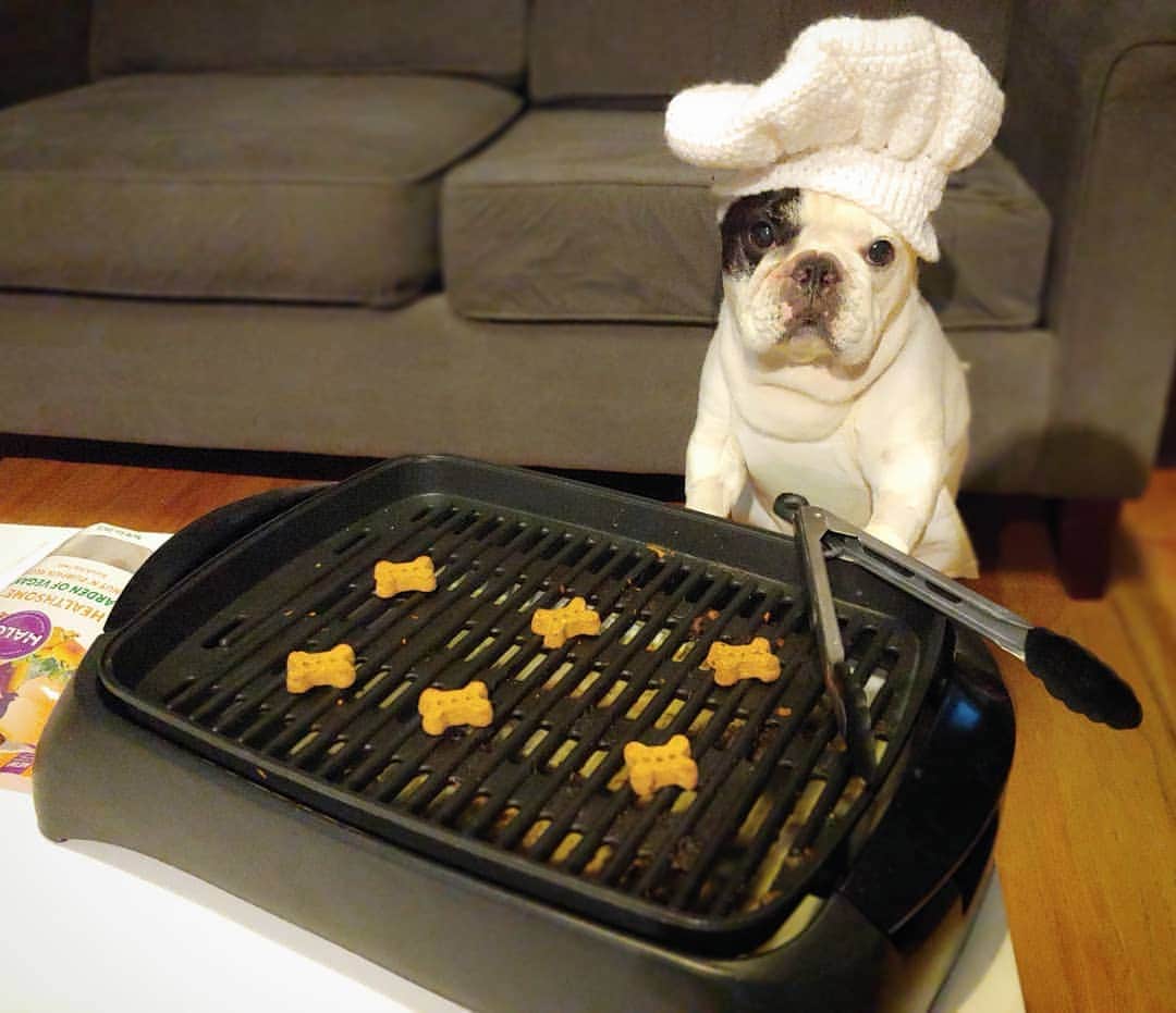 Manny The Frenchieのインスタグラム：「A little rain isn't gonna stop this chef from a #memorialday bbq! 😋  @halopets」