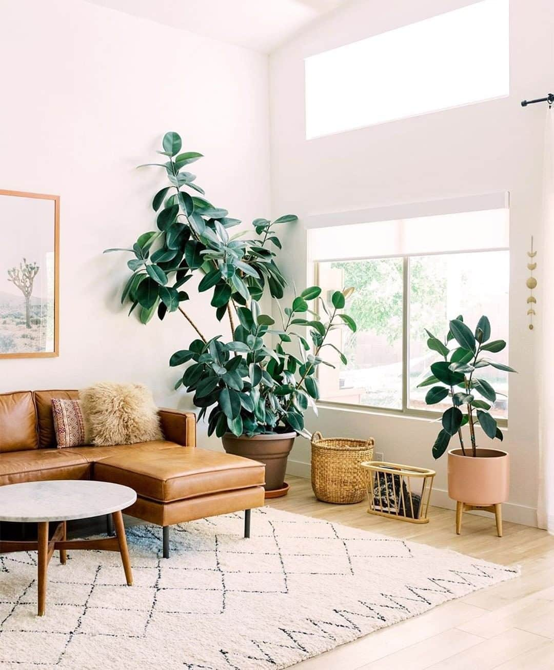 west elmさんのインスタグラム写真 - (west elmInstagram)「@ashleytkim coming through with the #plantgoals! 🌱 And they're pairing perfectly with our Axel leather sofa if we do say so ourselves. 😉 #sundayinspo #sunday #weekendvibes #plantsonplants #houseplants #indoorjungle #plantsmakepeoplehappy」5月28日 8時07分 - westelm