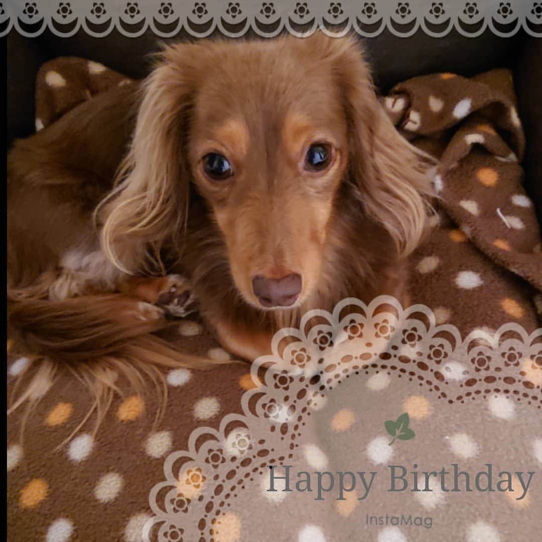 くるみんのインスタグラム：「* Happy☆Birthday🎂あずき  今日は、かわいい可愛いあずきちゃんの6歳の誕生日🎉 いつまでもパピーのような気がするけど、あっという間に中年だよー  これからも、健康で過ごせますように できるだけ長く、パパとママのそばにいてください。  #カニンヘンダックスフント #カニンヘンダックス #カニンヘン #カニンヘンダックスフンド #チョコタンダックス #チョコタン #ダックス多頭飼い #ダックスフント #ダックス #ダックスフンド #誕生日 #ハッピーバースデー #happybirthday #わんこなしでは生きていけません会 #ワンコなしでは生きて行けません会 #ワンコ大好き倶楽部公式 #いぬばか部 #いぬすたぐらむ #短足部 #dachshundgram #dachshund #dachshund_feature #dogstagram #east_dog_japan #all_dog_japan #instagramdog #instadachs #kyounodachs #todayswanko #7pets_1day  @wanko_love_club」
