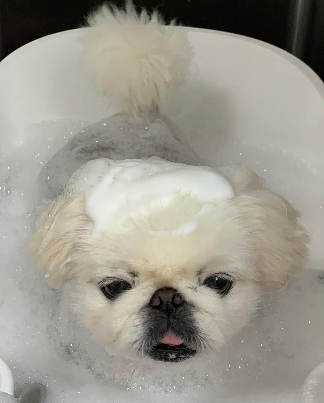 こなつさんのインスタグラム写真 - (こなつInstagram)「🐶Bath time🛁✨🌀🌀 ▷▷▷ #ペキニーズ」5月27日 23時08分 - nattsxx