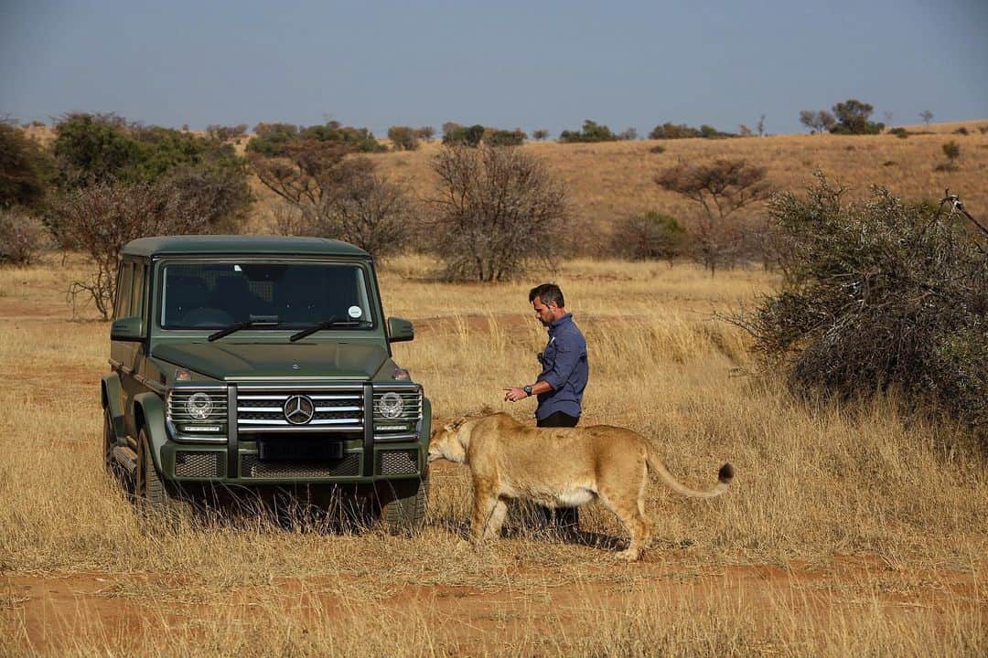 Kevin Richardson LionWhisperer さんのインスタグラム写真 - (Kevin Richardson LionWhisperer Instagram)「And 2 seconds later I was on the phone to @mercedesbenzsa trying to explain why the tyre was punctured. 😉 Many figures get thrown about as to what the true bite force of a lion is. Some say 650 psi, whilst others claim over 1000 psi (pounds per square inch) Whatever it really is, all I can tell you is that they bite through a steel belt radial tyre as easy as you would an apple.  Thanks @mercedesbenzsa for always being so understanding #biteforce #lionbiteforce #jawstrength #teethstrength #lion #strongerthantime」5月27日 23時08分 - lionwhisperersa