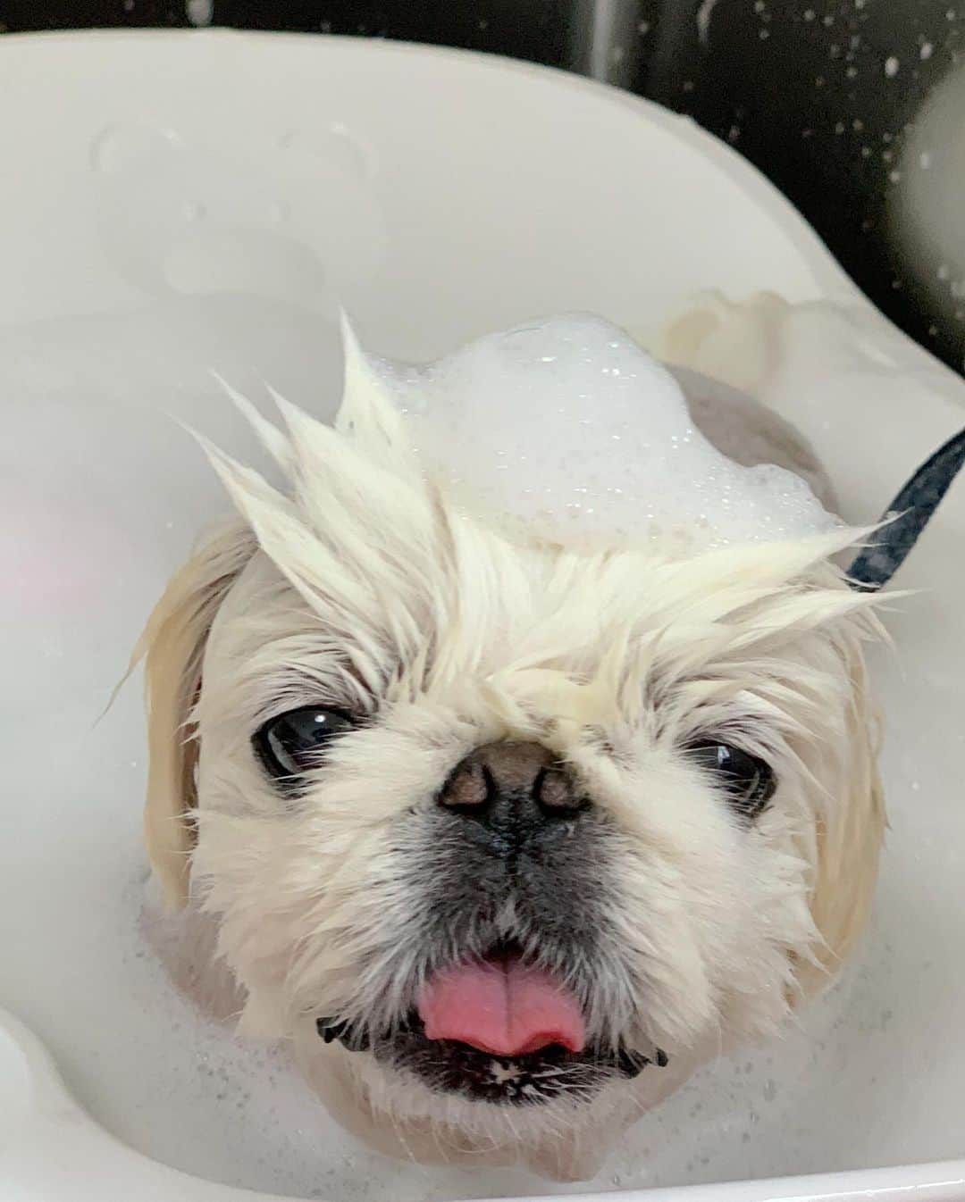 こなつのインスタグラム：「🐶Bath time🛁✨🌀🌀 ▷▷▷ #ペキニーズ」