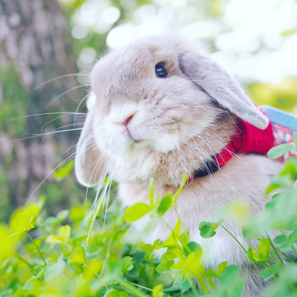 usagraphさんのインスタグラム写真 - (usagraphInstagram)「今日も日差しが暑かったですね💦 なのでさわやかなマーチンのポストを…✨ 一泊大阪旅行楽しかったー！✈️ ストーリーでご飯のお店教えてくださった方々ありがとうございました😄 また後日レポします✨ ＊ ＊ ＊ #うさぎ #rabbit #bunny #ふわもこ部  #WeeklyFluff #igersjp  #instabunnies #tokyocameraclub #東京カメラ部  #bunnystagram  #今日もX日和  #うさぎ部 #ホーランドロップ #hollandlop  #アニマル写真部  #ファインダー越しの私の世界 #team_jp_西 #igers  #ig_japan」5月27日 23時16分 - usagraph
