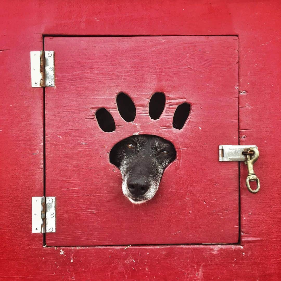 thephotosocietyさんのインスタグラム写真 - (thephotosocietyInstagram)「Photo by David Guttenfelder @dguttenfelder |  A sled dog peeks out of a door in a musher's trailer before the start of a stage of the West Yellowstone sled dog race near West Yellowstone, Montana on the boundary of the USA's first National Park.  Please follow me, @dguttenfelder, for more photos of our protected lands and of the people and animals who coexist in and around them.」5月27日 23時31分 - thephotosociety