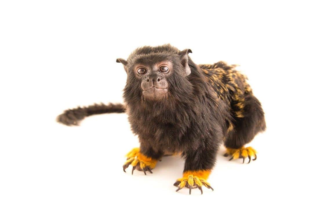 Joel Sartoreさんのインスタグラム写真 - (Joel SartoreInstagram)「Remember the story of King Midas and his ability to turn everything he touched to gold? Well, meet the golden-handed tamarin – the animal kingdom’s version of the famous Greek myth. While this monkey may not actually have the Midas touch, he certainly looks the part! Found in Brazil, Guyana, French Guiana, and Suriname this species lives in family groups ranging from two to nearly a dozen individuals. Their population numbers are stable, but the health of their rain forest habitat is not. With the rate of deforestation increasing, golden-tamarins have been forced to expand their range into new areas threatening the survival of other tamarin species that must now compete for once plentiful resources. Reducing your paper consumption is a great step towards protecting this species’ home. Not sure how to start? Try switching to electronic billing, which saves both paper and carbon. Photo taken @officialdwazoo. #tamarin #midas #gold #golden #monkey #rainforest #photoark #savetogether」5月27日 23時43分 - joelsartore
