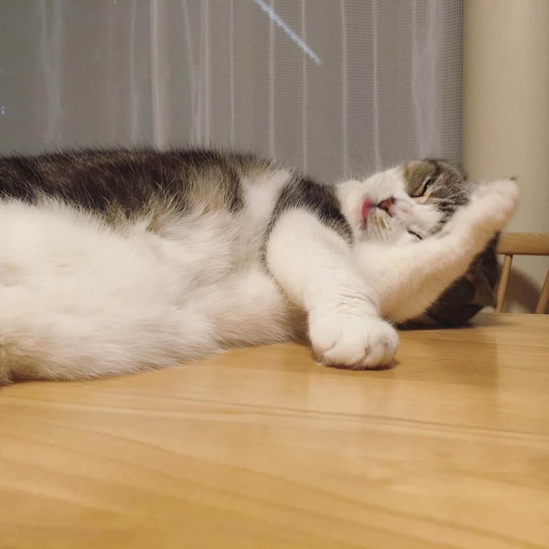 ミツバ&フックのインスタグラム：「今日は暑かったわ〜 #ilovecat」