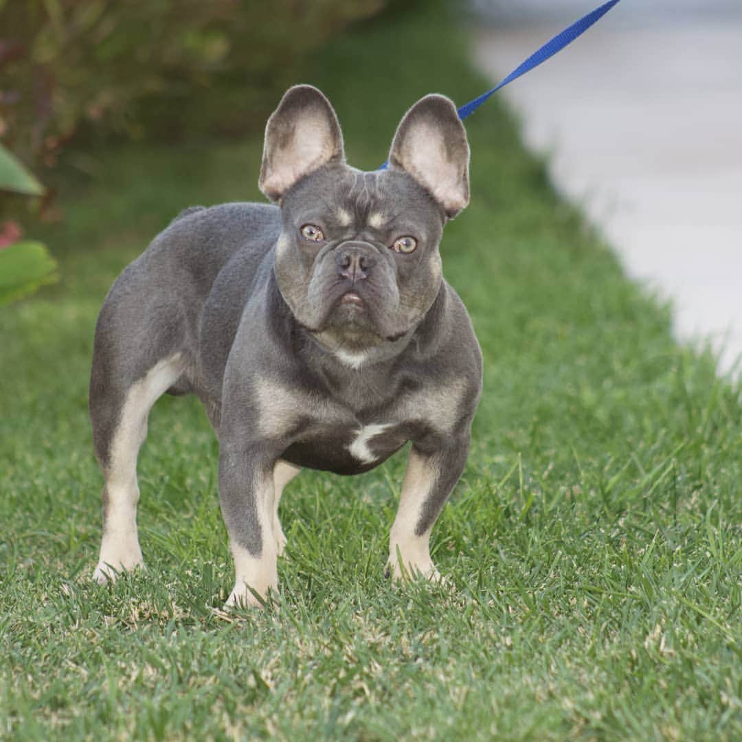 Oprahnbooのインスタグラム：「E-Z  Lok.  #frenchie #dogsoftheday #lilactri #dogonguard #dogoftheworld #dogofinstaworld #dogsofinstagram #tag #share #lovehim」