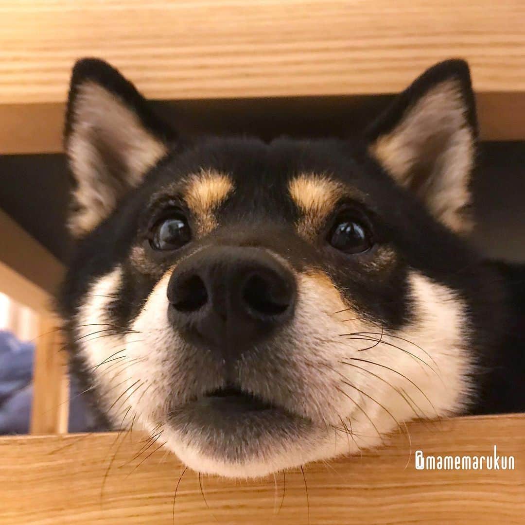 まめ丸のインスタグラム：「* * 今日はソファの下でねるねー🐶💓 --------------------------------- はじめての薬用シャンプーのことブログにかいたよ🐶💓 プロフィールのURLかストーリーからみてね🍀 * hide-and-seek♪ I hid under the sofa🐶💓 --------------------------------- I updated my blog🐶💓 The URL is in my profile. Please visit it if you have time❣️ * #ハウスしなきゃだめ🐶❓ #ここおちつくんだよね #ソファの下のまめ丸 シリーズ * #柴犬#豆柴#柴#黒柴#犬#ふわもこ部#boopthesnoot#shiba#shibainu#shibastagram#shibadog#puppy#instadog#dogstagram#dog#instashiba#petstagram#pet#cutepetclub#강아지#멍스타그램#doglover#ilovemydog#weeklyfluff#まめ丸かくれんぼ」