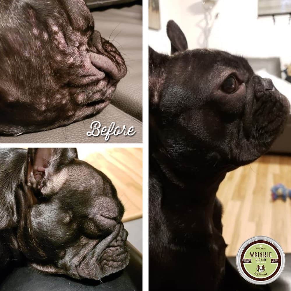 Regeneratti&Oliveira Kennelさんのインスタグラム写真 - (Regeneratti&Oliveira KennelInstagram)「Wrinkled pups need a little extra TLC. Nasty stuff like bacteria and yeast like to live within skin folds, causing irritation and infections. #WrinkleBalm is an award-winning all-natural balm that is specially designed for protecting skin folds and keeping them healthy. . ⭐⭐⭐⭐ Save 20% off your entire order with code JMARCOZ at NaturalDog.com | @naturaldogcompany | worldwide shipping | ad 📷: @izzy_thefrenchbulldog . . . . . . #frenchie #frenchbulldog #buhi #frenchielove #frenchbulldogsofinstagram #frenchiesofinstagram #frenchbulldoglovers #frenchbulldoglife #dailyfrenchie #bullieslife #dog #puppy #instagood #dogs_of_instagram #pet #animals #petsagram #photooftheday #dogsofinstagram #instagramdogs #dogstagram #dogoftheday  #adorable #doglover #instapuppy #instadog #buzzfeed #weeklyfluff」5月28日 0時59分 - jmarcoz