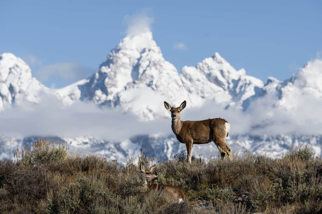 National Geographic Travelさんのインスタグラム写真 - (National Geographic TravelInstagram)「Photo by @taylorglenn | A mule deer peers at my lens during a recent drive through Grand Teton National Park. If you look closely you might see another in the lower part of the frame. These wonderful creatures are named 'mule deer' because of their large ears which resemble a mule. Now that the snow has melted out of the lower elevations you can find large groups of them foraging on spring grasses and vegetation around the valley here in Jackson Hole. For more from #Wyoming and beyond please follow @taylorglenn #muledeer #wildlife #grandtetonnationalpark」5月28日 1時09分 - natgeotravel