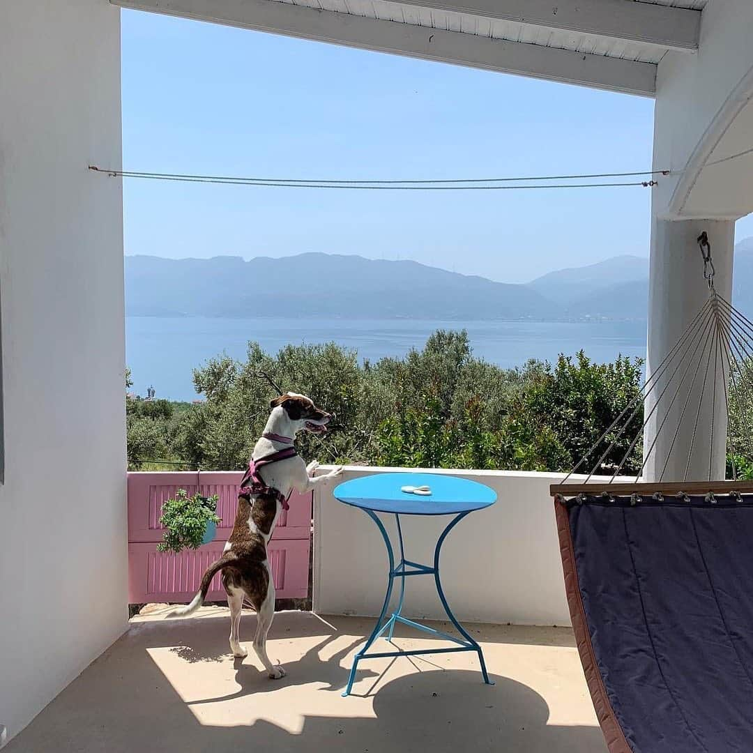 Airbnbさんのインスタグラム写真 - (AirbnbInstagram)「Arriving at Maria’s farmhouse by the sea can make even the most dignified traveler break into a happy dance. Use it as a home base for exploring ancient ruins, caves, and hot springs, or just enjoy the breeze through the olive trees while you await the local bakery’s next fresh delivery.  Photo: @atouchofnaturemethana」5月28日 1時21分 - airbnb