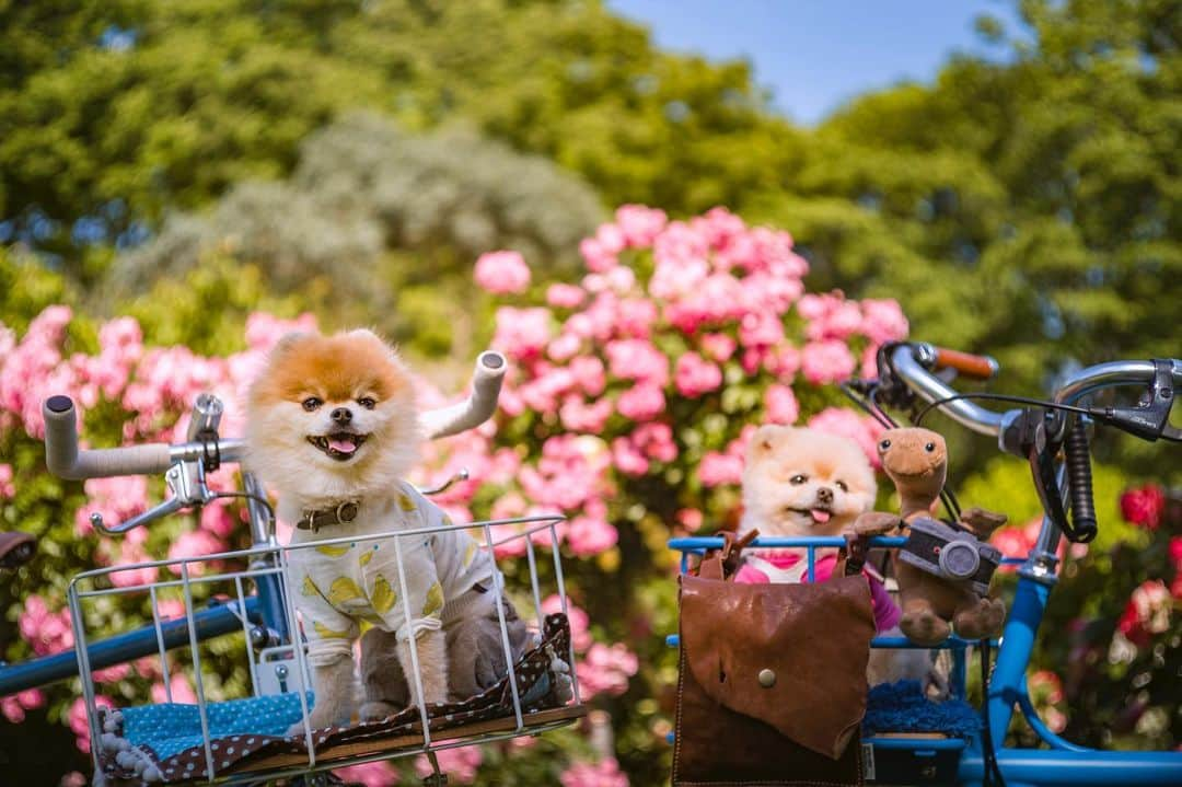 ポテチンさんのインスタグラム写真 - (ポテチンInstagram)「青い自転車部🚲🐷🚲🐵発足しましたぢょ。名誉部長きーさん、暫定部長ポテチン。まずはゆるっと公園ライドから。 #ポテきちライド  #青い自転車部  45678 photos by @little2poms」5月28日 1時23分 - pom.potechin