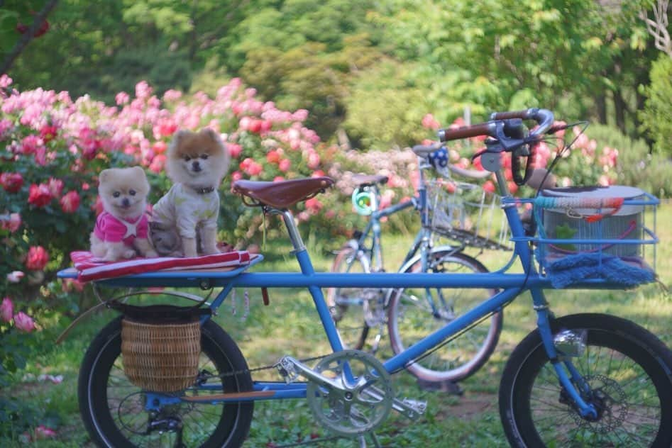 ポテチンさんのインスタグラム写真 - (ポテチンInstagram)「青い自転車部🚲🐷🚲🐵発足しましたぢょ。名誉部長きーさん、暫定部長ポテチン。まずはゆるっと公園ライドから。 #ポテきちライド  #青い自転車部  45678 photos by @little2poms」5月28日 1時23分 - pom.potechin