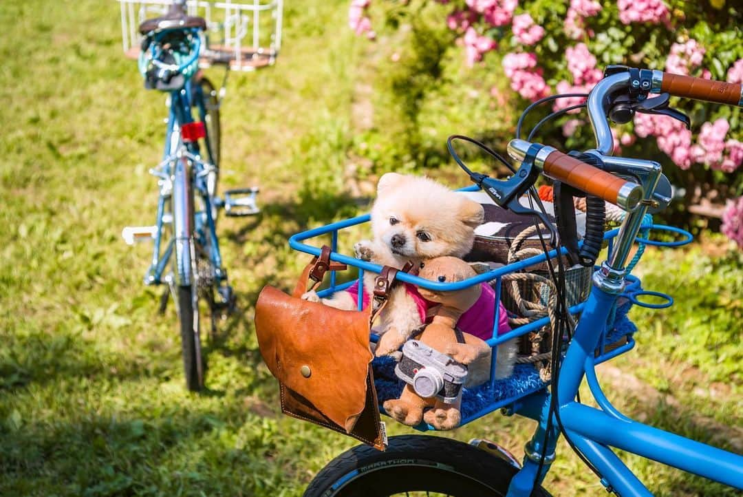 ポテチンさんのインスタグラム写真 - (ポテチンInstagram)「青い自転車部🚲🐷🚲🐵発足しましたぢょ。名誉部長きーさん、暫定部長ポテチン。まずはゆるっと公園ライドから。 #ポテきちライド  #青い自転車部  45678 photos by @little2poms」5月28日 1時23分 - pom.potechin