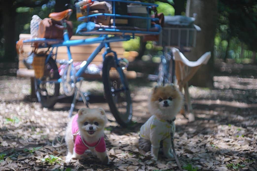 ポテチンさんのインスタグラム写真 - (ポテチンInstagram)「青い自転車部🚲🐷🚲🐵発足しましたぢょ。名誉部長きーさん、暫定部長ポテチン。まずはゆるっと公園ライドから。 #ポテきちライド  #青い自転車部  45678 photos by @little2poms」5月28日 1時23分 - pom.potechin