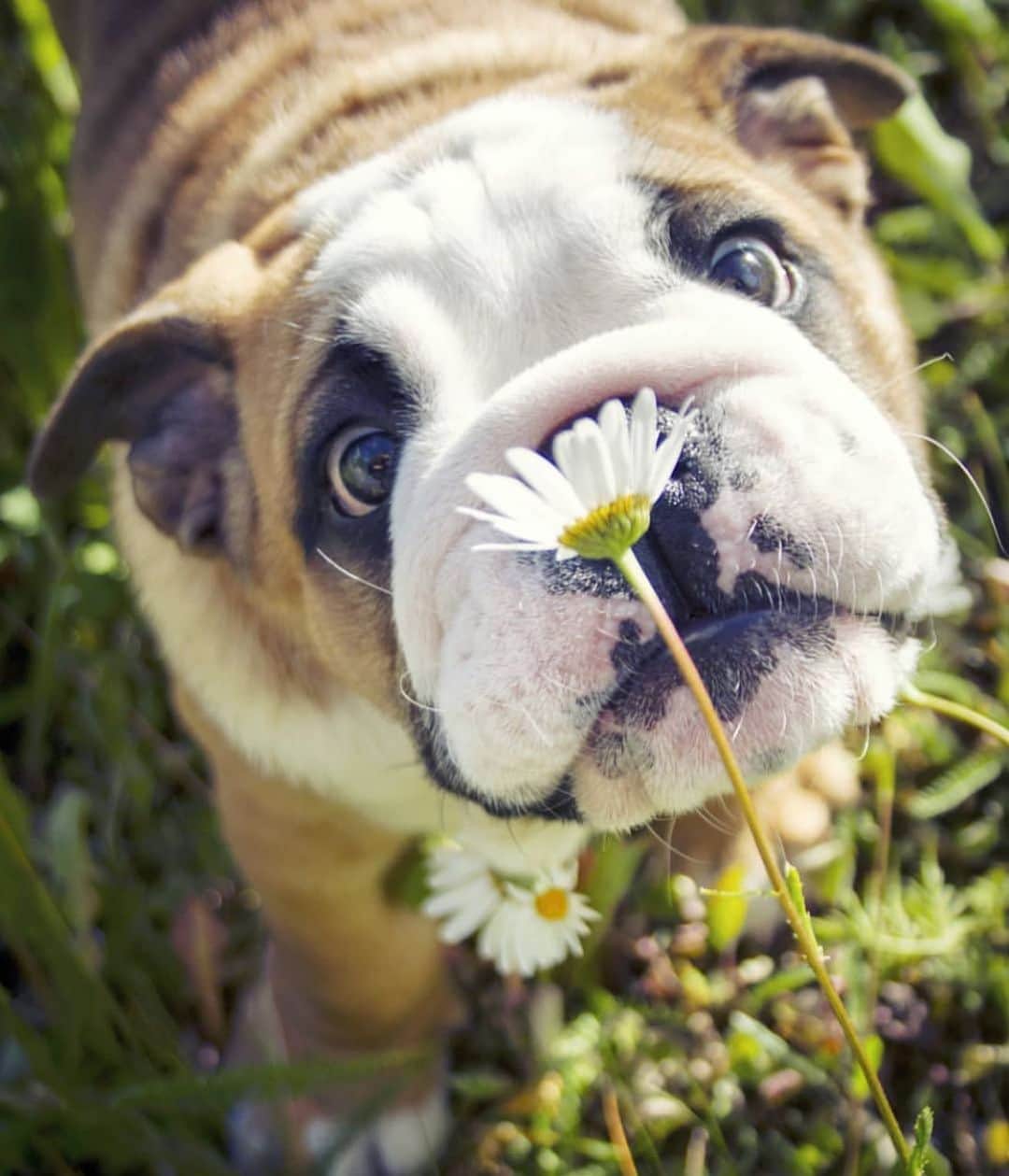 Bodhi & Butters & Bubbahさんのインスタグラム写真 - (Bodhi & Butters & BubbahInstagram)「Stop and smell the flowers 🌺 . . . . . #bulldog #dogsofinstagram #bestoftheday #memorialday #2019 #puppy #love #flowers #nature @skogsbulle」5月28日 1時30分 - keonistuff
