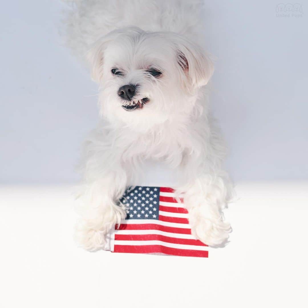 のインスタグラム：「Celebrate, honor, and remember! Happy Memorial day everypawdy🇺🇸 ・・・・ #doginsta #dogstyler#dogstyle🐶 #dallastx  dallasdogs #texasdog #dogslife#hiarod #arod #maltese  #celebrate #honor #remember #memorialday#memorialdayweekend  #alwaysremember#army #marines #airforce#honorthem #servicemembers #supportmilitaryfamilies #usa#armystrong#americanflag#memorialservice#homeofthebrave #godblessamerica#liberty #godblesstheusa #military」