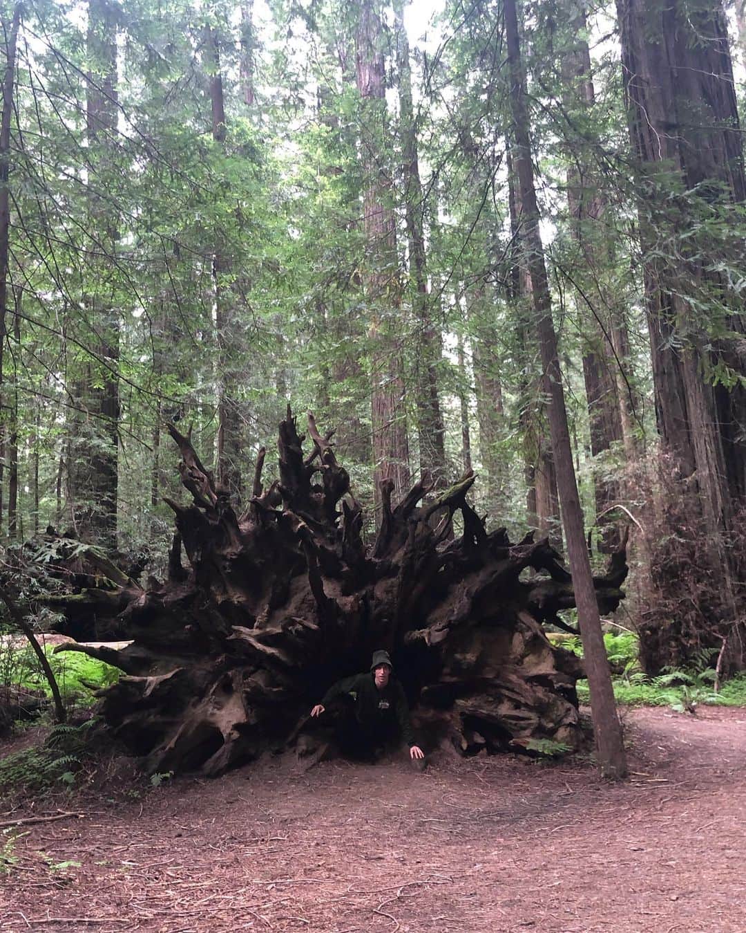 ハンネ・ギャビー・オディールさんのインスタグラム写真 - (ハンネ・ギャビー・オディールInstagram)「Fully recharged with redwood magic ✨🏕🏞 #happycamper」5月28日 2時12分 - hannegabysees
